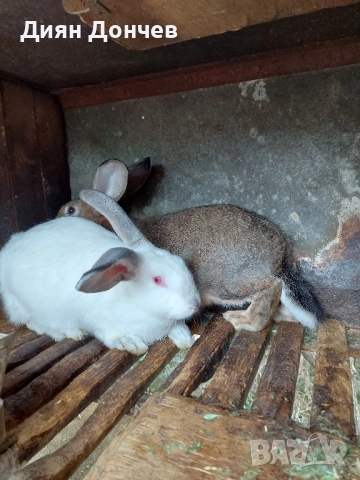 Продавам зайци 