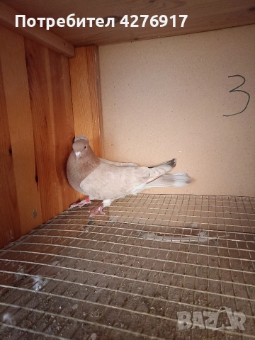 въртящ се и падащ гълъб (мъжки)