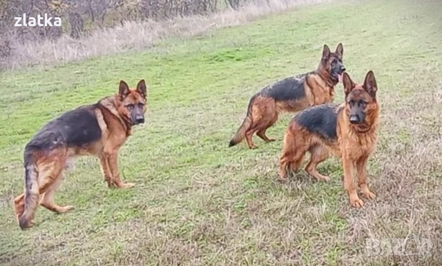 Продавам немска овчарка
