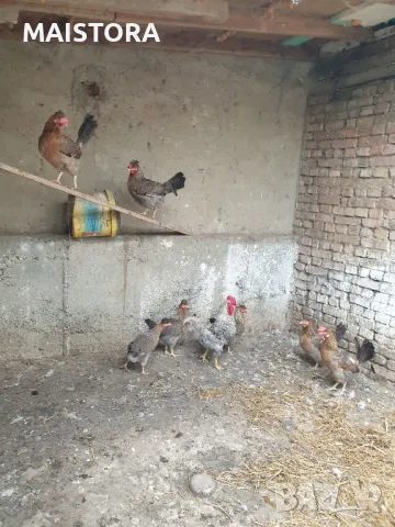 яйца от кокошки Легбар и пекински патици юрдечки