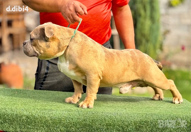 Американ були  мерле -мъжко, снимка 4 - Други - 52127253