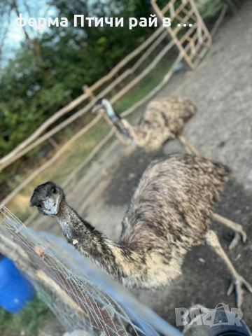 австралийско ему, снимка 6 - други­ - 51688808