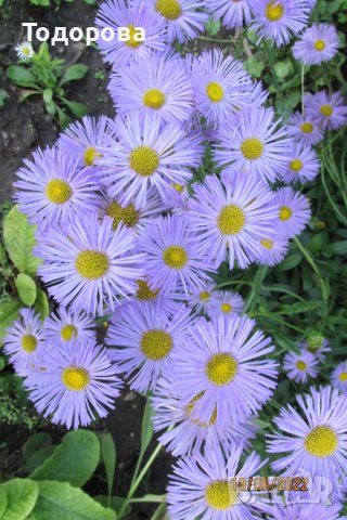 алпийска астра-градинска, снимка 1 - Градински цветя и растения - 38595861