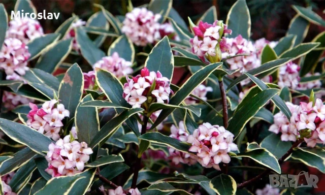 Дафне Ауреомаргината, снимка 2 - Градински цветя и растения - 51224521