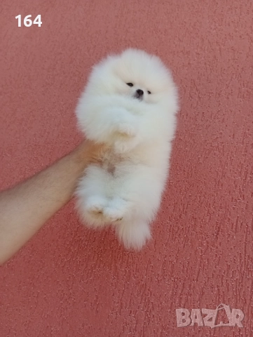 Померан. Чисто бяло момче. Клип.