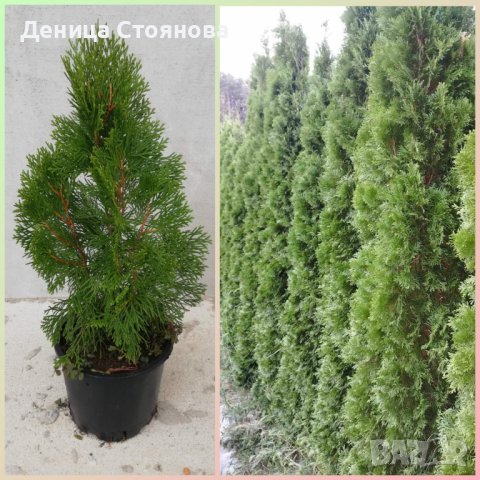 Продавам Западна Туя Смарагд 