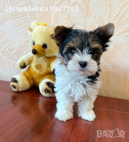 Бивер йоркширски териер