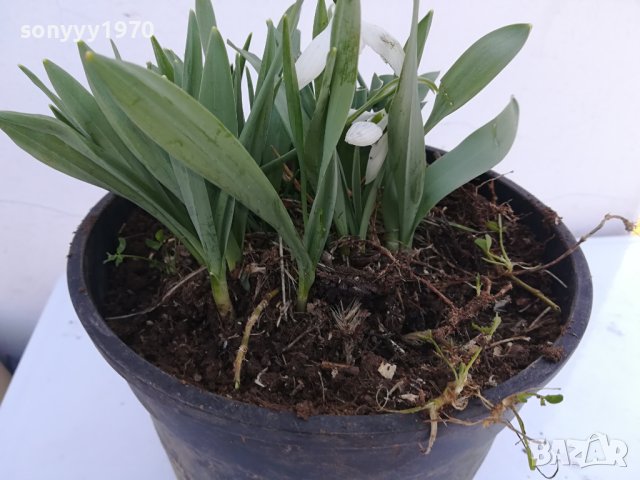 КОКИЧЕНЦА-ГРЪМ В САКЦИЯ 1902240804, снимка 16 - Градински цветя и растения - 44363362