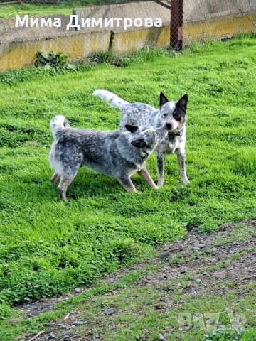 Продавам Кеталдог, снимка 9 - Други - 52574446