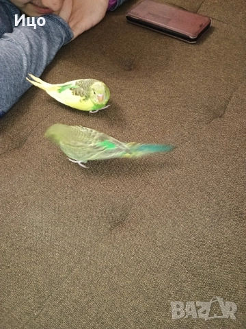 Социални вълнисти папагали, снимка 2 - Папагали - 52106934