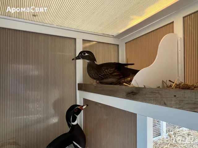 Патици Каролинки