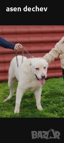 продавам мъжки алабай , снимка 2 - Алабай - 52962415