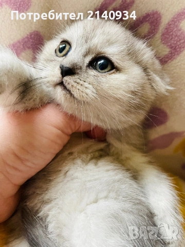 Шотландско клепоухо момиче. Сръбрена чинчила. Scottish fold, снимка 8 - Чинчили - 53159741