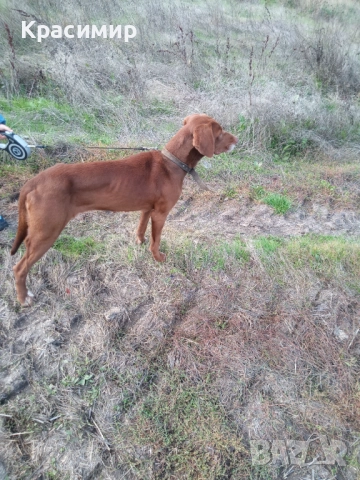 Ловно куче-шоколадово гонче , снимка 4 - Гонче - 52274411