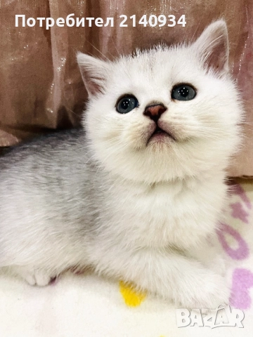 Чистокръвен британски, сръбрена чинчила. Мъжко, снимка 5 - Британска късокосместа - 52958137