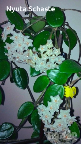 Хоя . Hoya cv Chouke 