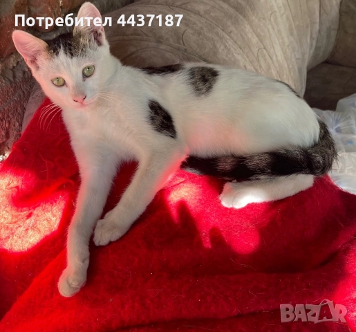 Котета, снимка 5 - Други - 52475454