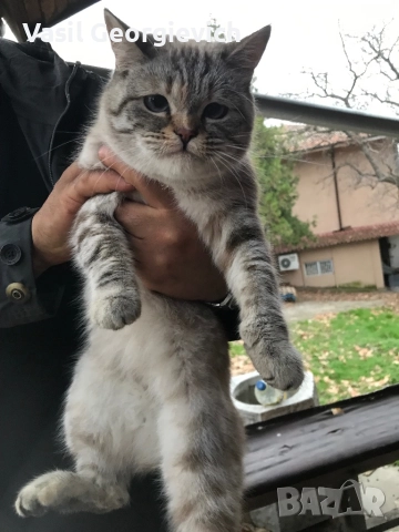 Уникална котка!, снимка 2 - Други - 52980359