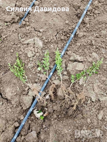 Лигуструм на корен, снимка 7 - Градински цветя и растения - 52515719