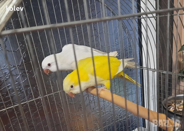 Двойки папагали монах , снимка 2 - Папагали - 38980029