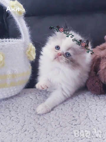 КОТЕНЦЕ МЕЧТА, снимка 4 - Чинчили - 53977441