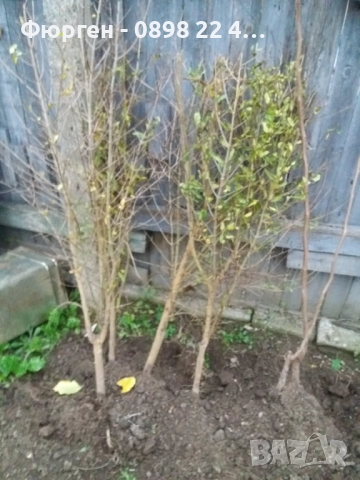 Нар фиданки  - Punika granatum  Студоустойчив , снимка 9 - Разсади - 36164384