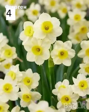 Луковици на Нарцис, снимка 4 - Разсади - 56380303