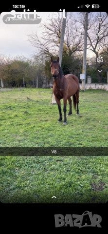 Продавам среден скопен кон