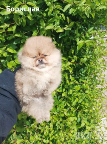 Продавам померани, снимка 1