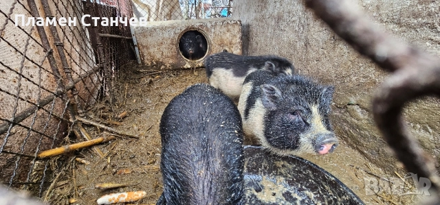 продавам бременни виетнамски свине