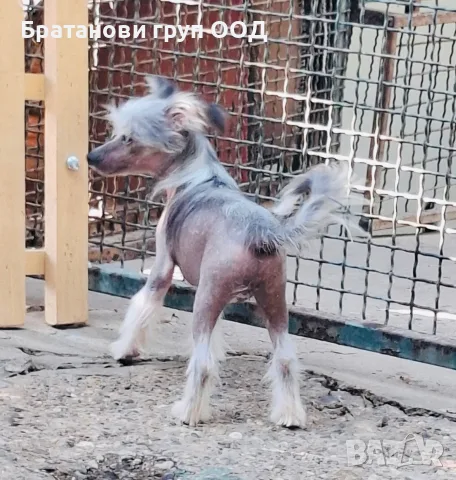 Китайско качулато куче, снимка 4 - Други - 56313400