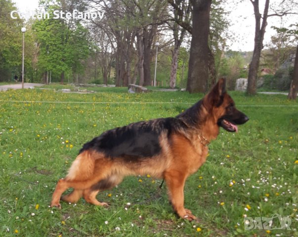 Немска овчарка, снимка 5 - Немска овчарка - 35397071
