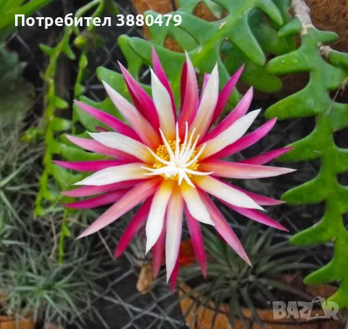  семена от красиво екзотично растение от Мароко