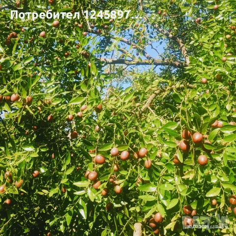 Хинап пресен за мармалад и сладко, снимка 2 - Домашни продукти - 56317723