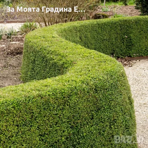 Лоницера "Нитида" , снимка 4 - Градински цветя и растения - 49766487