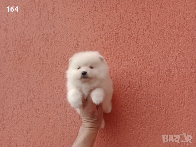 Бели Померани. Реални снимки от 06.04.26 г. , снимка 5 - Померан - 54112405