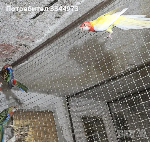 Млади Пъстри розели , снимка 2 - Папагали - 55791988