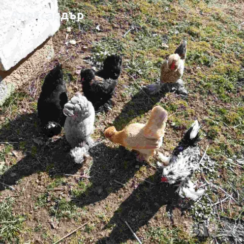 Струмски Бантам, снимка 12 - други­ - 49025276