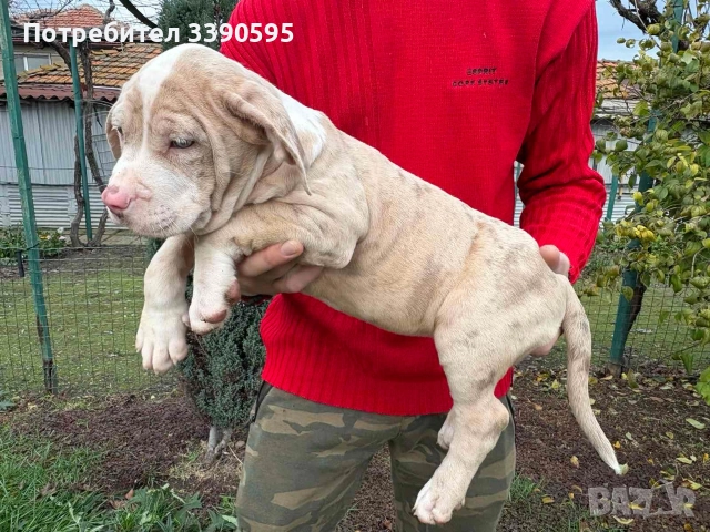 Aмериканско Були Хл , снимка 4 - Питбул - 52688919