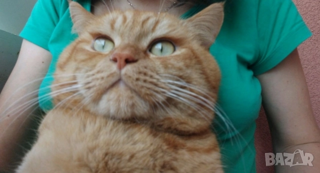 Продавам британец за разплод или за домашен любимец