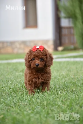 Той пудел Toy poodle