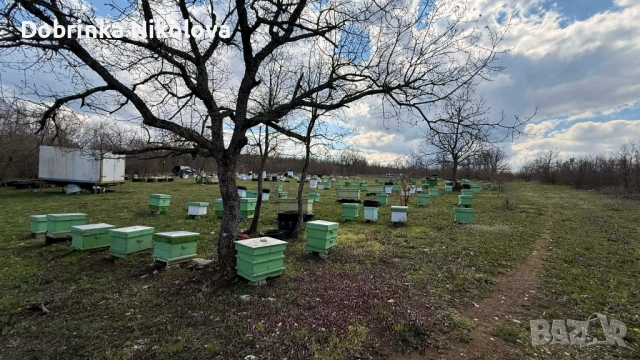 Пчелни семейсва и записване за отводки даданблат