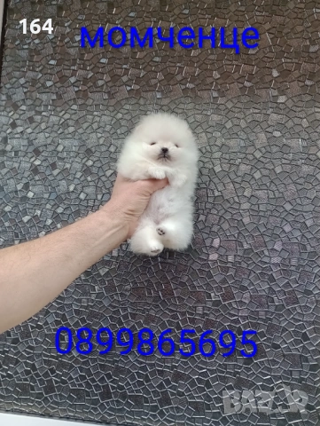 Чисто бял миниатюрен мини Померан., снимка 7 - Померан - 53885669
