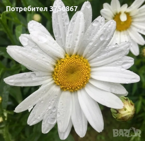 ❤️🤍❤️ МАРГАРИТА, ЕДРОЦВЕТНА, МНОГОГОДИШНА ❤️🤍❤️, снимка 4 - Градински цветя и растения - 52415032