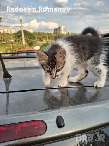 Подарявам малки котета на два месеца. Перник кв Тева., снимка 3 - За котки - 55920190