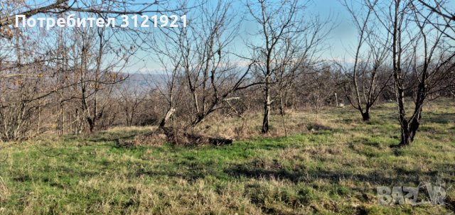 Земеделска земя за продажба в района на с.Беласица , снимка 9 - Земеделска земя - 39577960