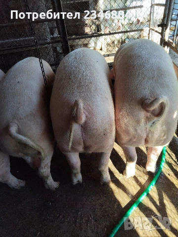 домашни прасета хранени само с домашен фураж тикви и картофи килограми около 120 цена 