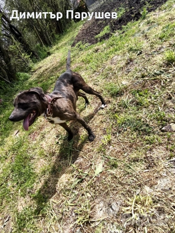 Малки потбулчета , снимка 13 - Питбул - 54251823