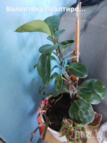  Пиперомия Дървовидно цвете, снимка 1