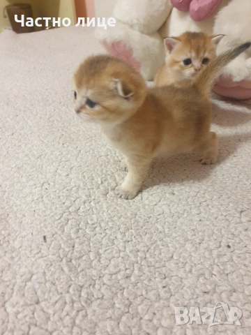 Шотландско коте  клепоуха златна чинчила, снимка 2 - Чинчили - 53957925